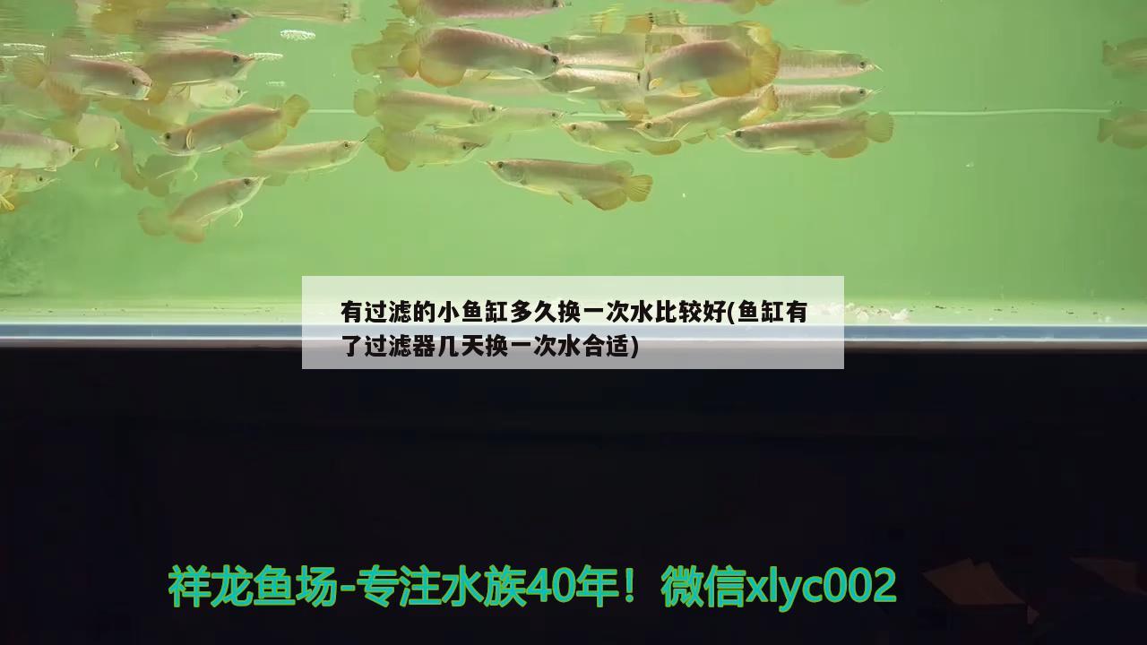 有過濾的小魚缸多久換一次水比較好(魚缸有了過濾器幾天換一次水合適) 廣州觀賞魚魚苗批發(fā)市場