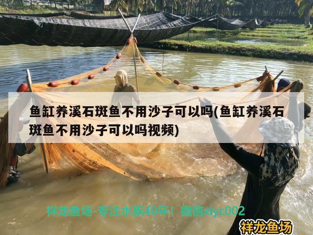 魚缸養(yǎng)溪石斑魚不用沙子可以嗎(魚缸養(yǎng)溪石斑魚不用沙子可以嗎視頻)