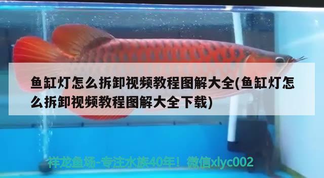 魚缸燈怎么拆卸視頻教程圖解大全(魚缸燈怎么拆卸視頻教程圖解大全下載)