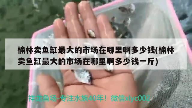 榆林賣魚缸最大的市場在哪里啊多少錢(榆林賣魚缸最大的市場在哪里啊多少錢一斤) 雙線側魚