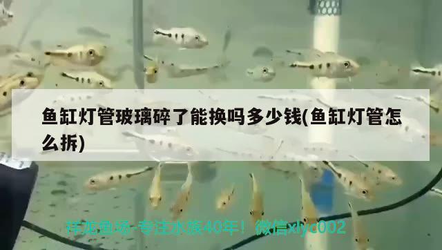 魚缸燈管玻璃碎了能換嗎多少錢(魚缸燈管怎么拆)