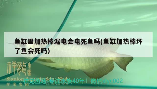 魚缸里加熱棒漏電會(huì)電死魚嗎(魚缸加熱棒壞了魚會(huì)死嗎) 眼斑魚