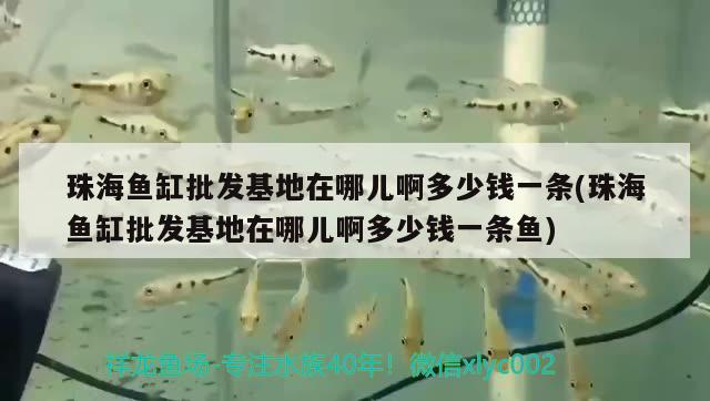 珠海魚缸批發(fā)基地在哪兒啊多少錢一條(珠海魚缸批發(fā)基地在哪兒啊多少錢一條魚)