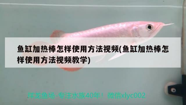 魚缸加熱棒怎樣使用方法視頻(魚缸加熱棒怎樣使用方法視頻教學)