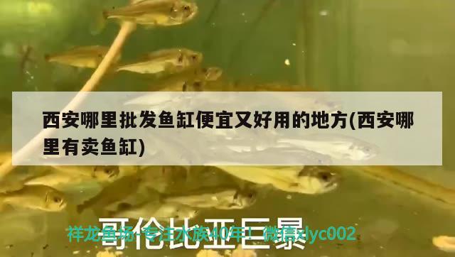 西安哪里批發(fā)魚缸便宜又好用的地方(西安哪里有賣魚缸) 黑桃A魚