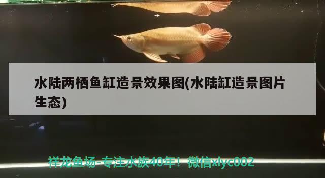 水陸兩棲魚缸造景效果圖(水陸缸造景圖片生態(tài)) 委內(nèi)瑞拉奧里諾三間魚苗