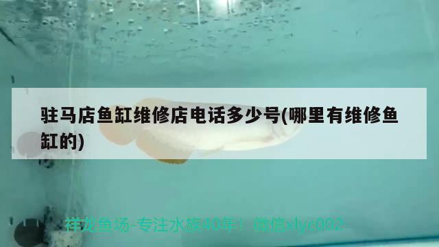 駐馬店魚缸維修店電話多少號(哪里有維修魚缸的) 龍魚批發(fā)