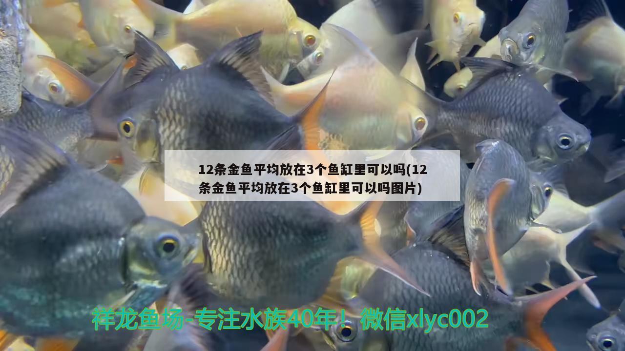 12條金魚平均放在3個魚缸里可以嗎(12條金魚平均放在3個魚缸里可以嗎圖片)