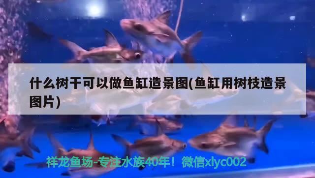 什么樹干可以做魚缸造景圖(魚缸用樹枝造景圖片) 大嘴鯨魚