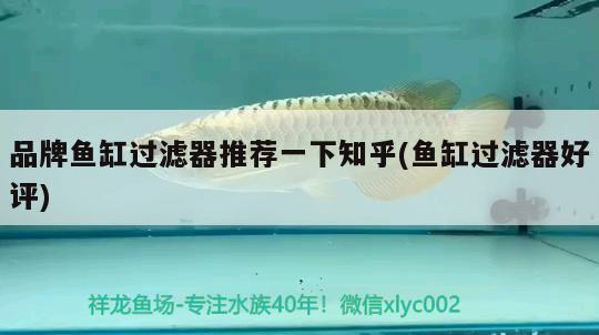 品牌魚缸過濾器推薦一下知乎(魚缸過濾器好評(píng)) 紅頭利魚