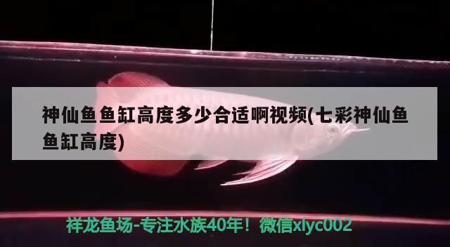 神仙魚(yú)魚(yú)缸高度多少合適啊視頻(七彩神仙魚(yú)魚(yú)缸高度) 七彩神仙魚(yú)