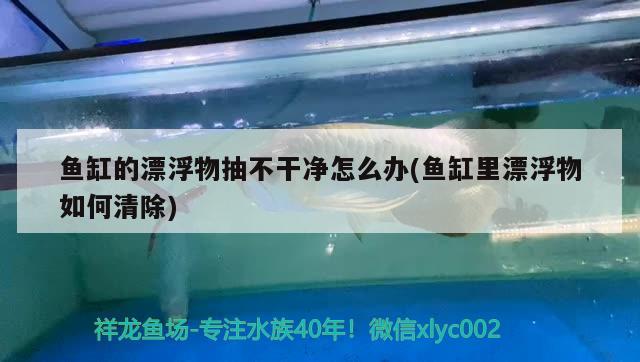 魚缸的漂浮物抽不干凈怎么辦(魚缸里漂浮物如何清除)