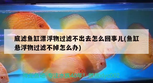 底濾魚缸漂浮物過濾不出去怎么回事兒(魚缸懸浮物過濾不掉怎么辦) iwish愛唯希品牌魚缸