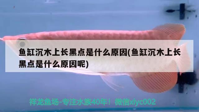 魚缸沉木上長黑點(diǎn)是什么原因(魚缸沉木上長黑點(diǎn)是什么原因呢) 斑馬狗頭魚