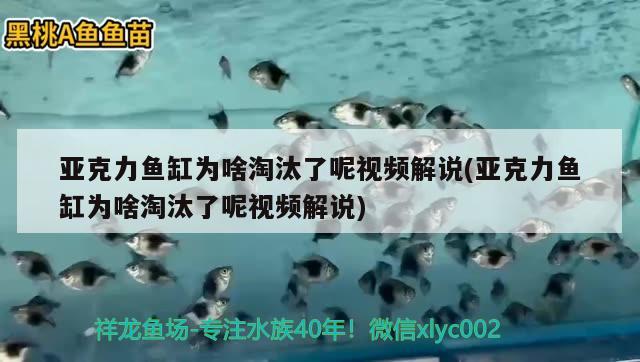 亞克力魚缸為啥淘汰了呢視頻解說(亞克力魚缸為啥淘汰了呢視頻解說) 三色錦鯉魚