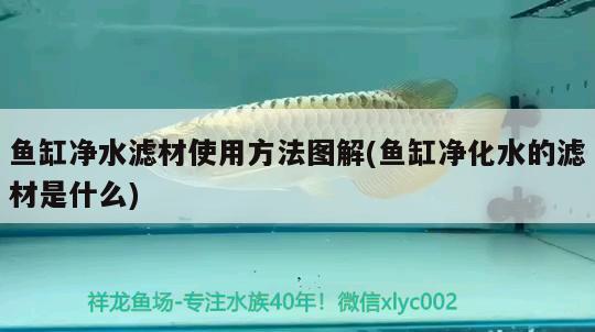 魚(yú)缸凈水濾材使用方法圖解(魚(yú)缸凈化水的濾材是什么) 印尼四紋虎 第3張