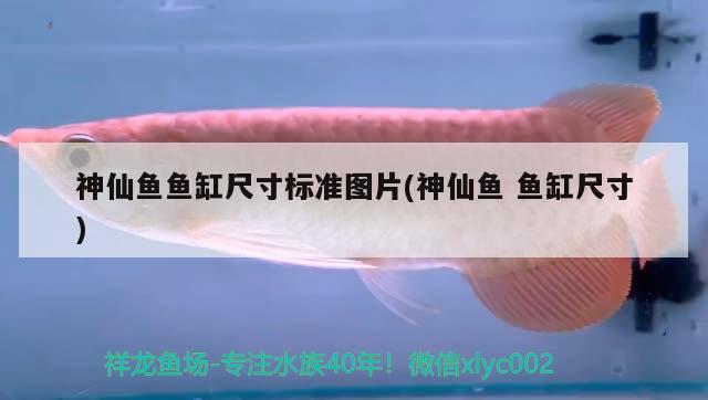 神仙魚魚缸尺寸標(biāo)準(zhǔn)圖片(神仙魚魚缸尺寸) 觀賞蝦蟹等飼料