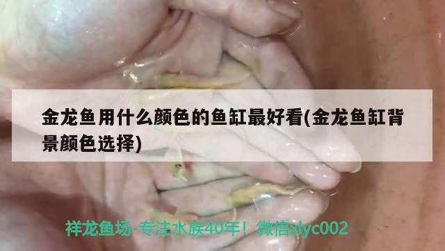 金龍魚用什么顏色的魚缸最好看(金龍魚缸背景顏色選擇)