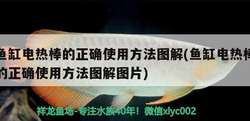 魚缸電熱棒的正確使用方法圖解(魚缸電熱棒的正確使用方法圖解圖片)