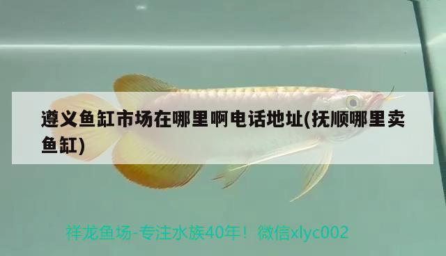 遵義魚(yú)缸市場(chǎng)在哪里啊電話地址(撫順哪里賣(mài)魚(yú)缸) 祥龍魚(yú)場(chǎng)