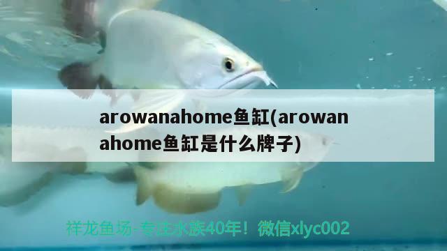 arowanahome魚缸(arowanahome魚缸是什么牌子) 養(yǎng)魚知識(shí)