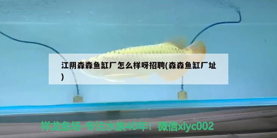 江陰森森魚缸廠怎么樣呀招聘(森森魚缸廠址)