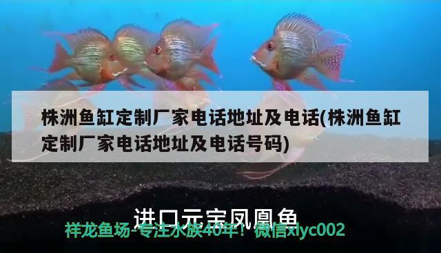 株洲魚缸定制廠家電話地址及電話(株洲魚缸定制廠家電話地址及電話號(hào)碼) 暹羅巨鯉