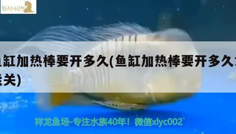 魚(yú)缸加熱棒要開(kāi)多久(魚(yú)缸加熱棒要開(kāi)多久才能關(guān)) 黃金招財(cái)貓魚(yú)