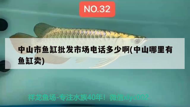 中山市魚缸批發(fā)市場(chǎng)電話多少啊(中山哪里有魚缸賣) 祥龍水族濾材/器材