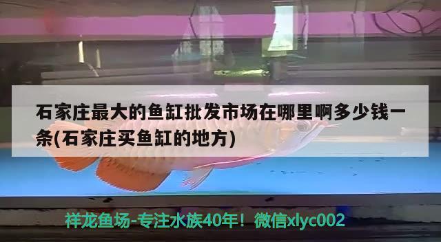 石家莊最大的魚缸批發(fā)市場在哪里啊多少錢一條(石家莊買魚缸的地方) 錦鯉魚百科