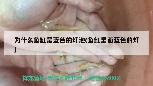 為什么魚缸是藍色的燈泡(魚缸里面藍色的燈)