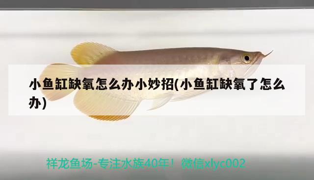 小魚缸缺氧怎么辦小妙招(小魚缸缺氧了怎么辦)