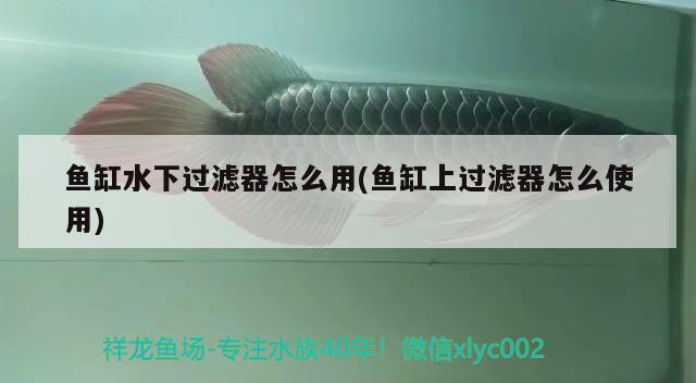 魚缸水下過濾器怎么用(魚缸上過濾器怎么使用)