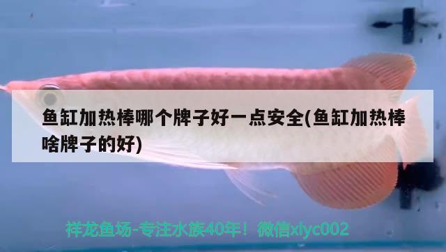 魚(yú)缸加熱棒哪個(gè)牌子好一點(diǎn)安全(魚(yú)缸加熱棒啥牌子的好) 泰國(guó)雪鯽魚(yú)