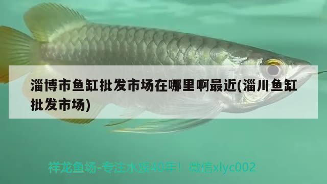 淄博市魚缸批發(fā)市場在哪里啊最近(淄川魚缸批發(fā)市場) 球鯊魚