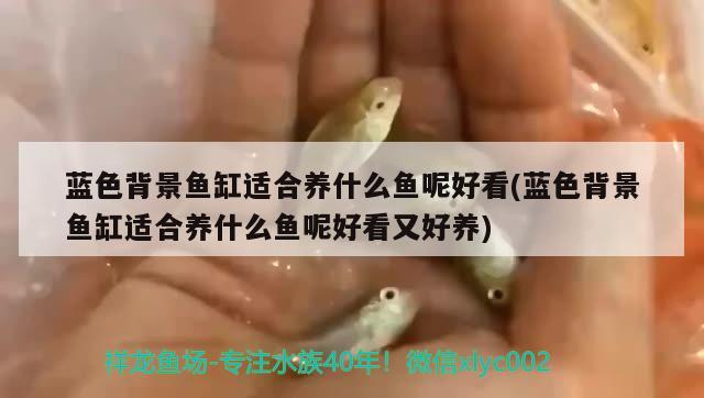 藍(lán)色背景魚缸適合養(yǎng)什么魚呢好看(藍(lán)色背景魚缸適合養(yǎng)什么魚呢好看又好養(yǎng)) 黃金鴨嘴魚