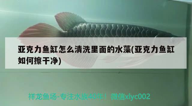 亞克力魚缸怎么清洗里面的水藻(亞克力魚缸如何擦干凈)