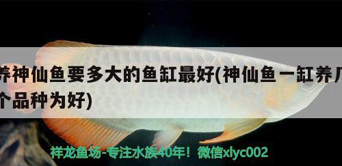 養(yǎng)神仙魚要多大的魚缸最好(神仙魚一缸養(yǎng)幾個品種為好)