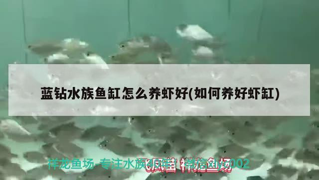 藍(lán)鉆水族魚缸怎么養(yǎng)蝦好(如何養(yǎng)好蝦缸)