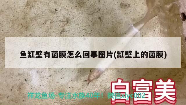 魚缸壁有菌膜怎么回事圖片(缸壁上的菌膜) 黑影道人魚