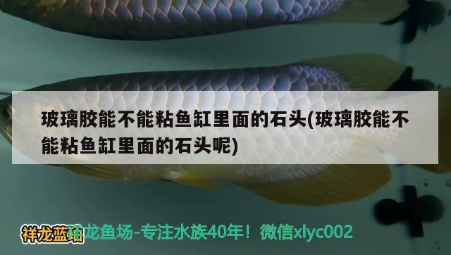 玻璃膠能不能粘魚缸里面的石頭(玻璃膠能不能粘魚缸里面的石頭呢) 黃金招財(cái)貓魚