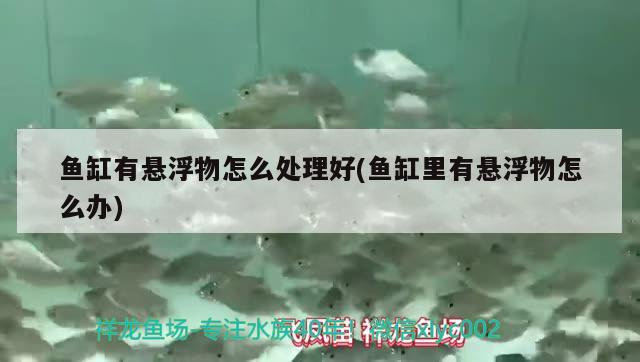 魚缸有懸浮物怎么處理好(魚缸里有懸浮物怎么辦)