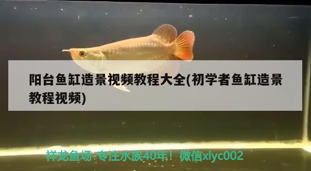 陽(yáng)臺(tái)魚缸造景視頻教程大全(初學(xué)者魚缸造景教程視頻)