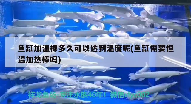 魚缸加溫棒多久可以達(dá)到溫度呢(魚缸需要恒溫加熱棒嗎)