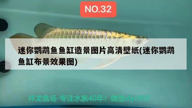 迷你鸚鵡魚魚缸造景圖片高清壁紙(迷你鸚鵡魚缸布景效果圖)