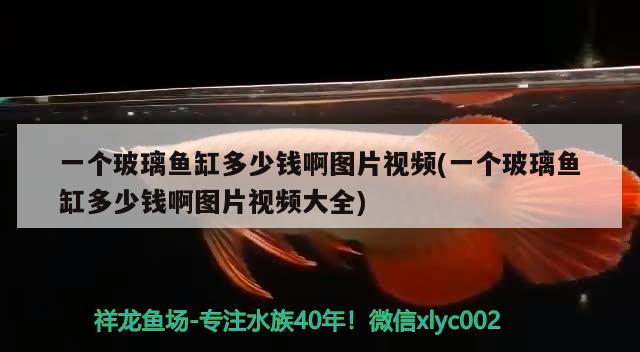 一個玻璃魚缸多少錢啊圖片視頻(一個玻璃魚缸多少錢啊圖片視頻大全) 金頭過背金龍魚