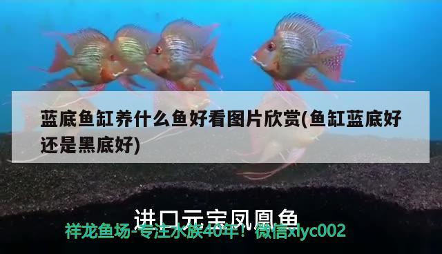 藍(lán)底魚缸養(yǎng)什么魚好看圖片欣賞(魚缸藍(lán)底好還是黑底好) 狗頭魚