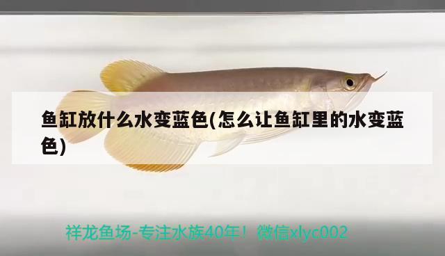 魚缸放什么水變藍色(怎么讓魚缸里的水變藍色) 水溫計