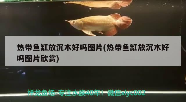 熱帶魚(yú)缸放沉木好嗎圖片(熱帶魚(yú)缸放沉木好嗎圖片欣賞) 白子銀龍魚(yú)苗