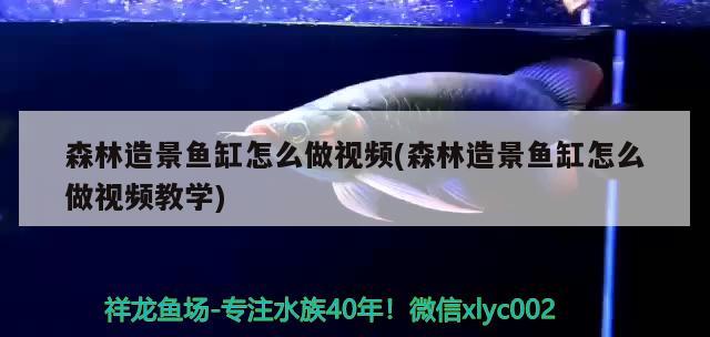 森林造景魚缸怎么做視頻(森林造景魚缸怎么做視頻教學(xué)) 馬拉莫寶石魚苗